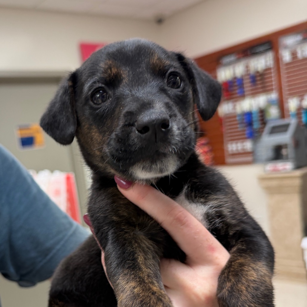 HHTX-STRAY-23299 - Unknown available for adoption