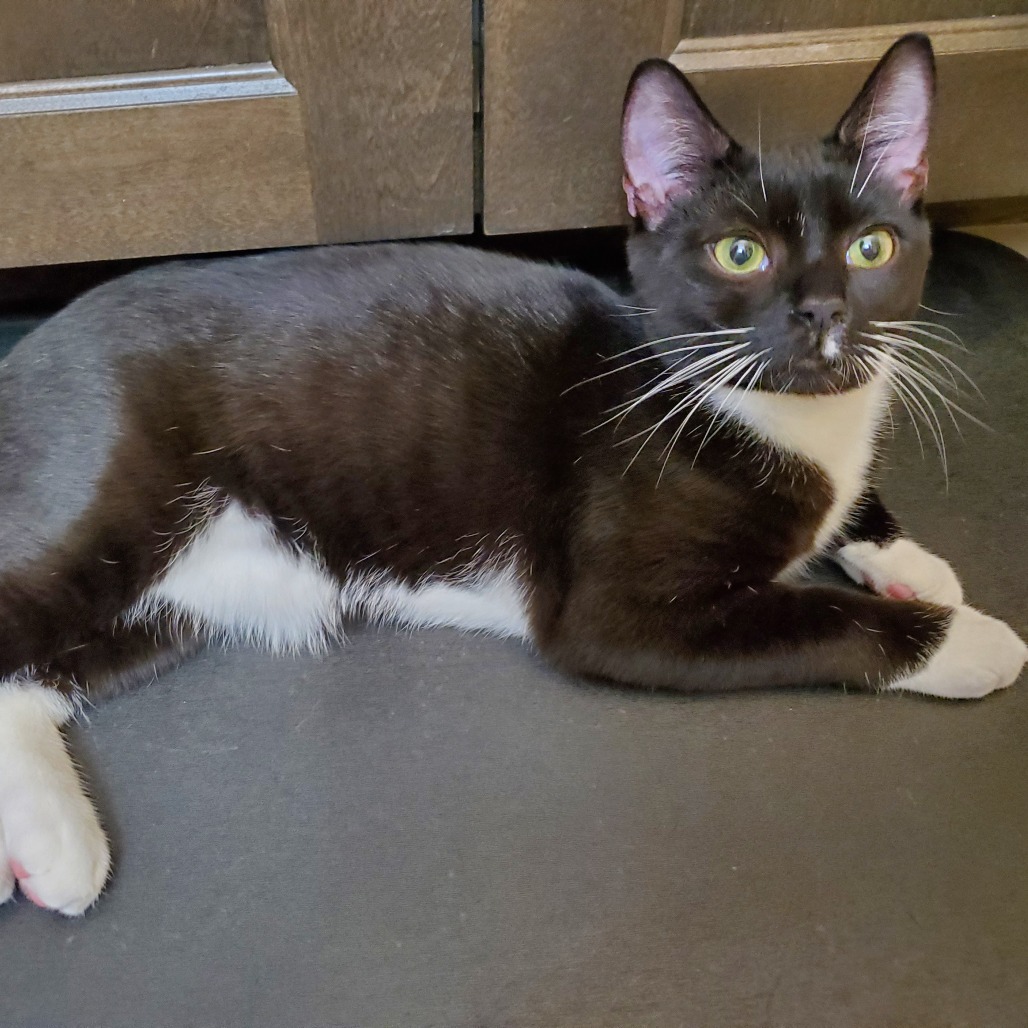 Ozzy — thumbnail 5