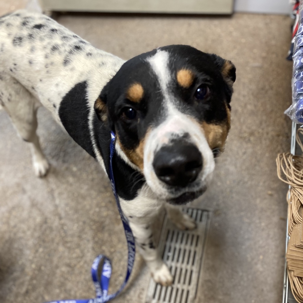 FWT BUDDY (APOLLO) - Terrier / Pit Bull available for adoption