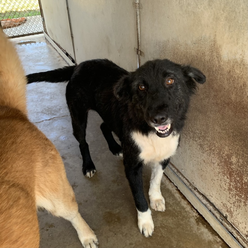 FIBI - Shepherd / Mix available for adoption