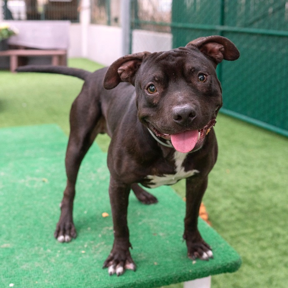 Pit Bull