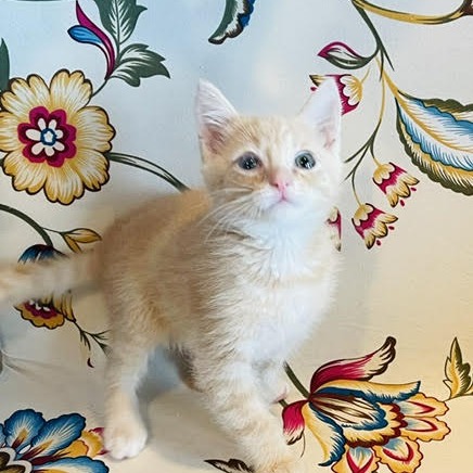 RON WEASLEY -AT PETSMART MADISON EAST - Domestic Shorthair for adoption in Madison