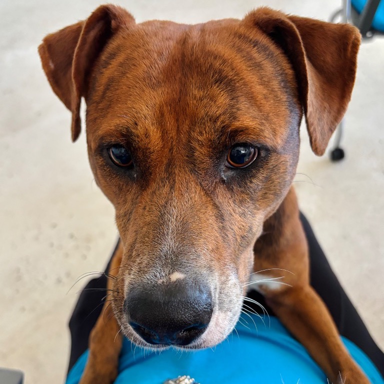 Image of Duke looking at the camera