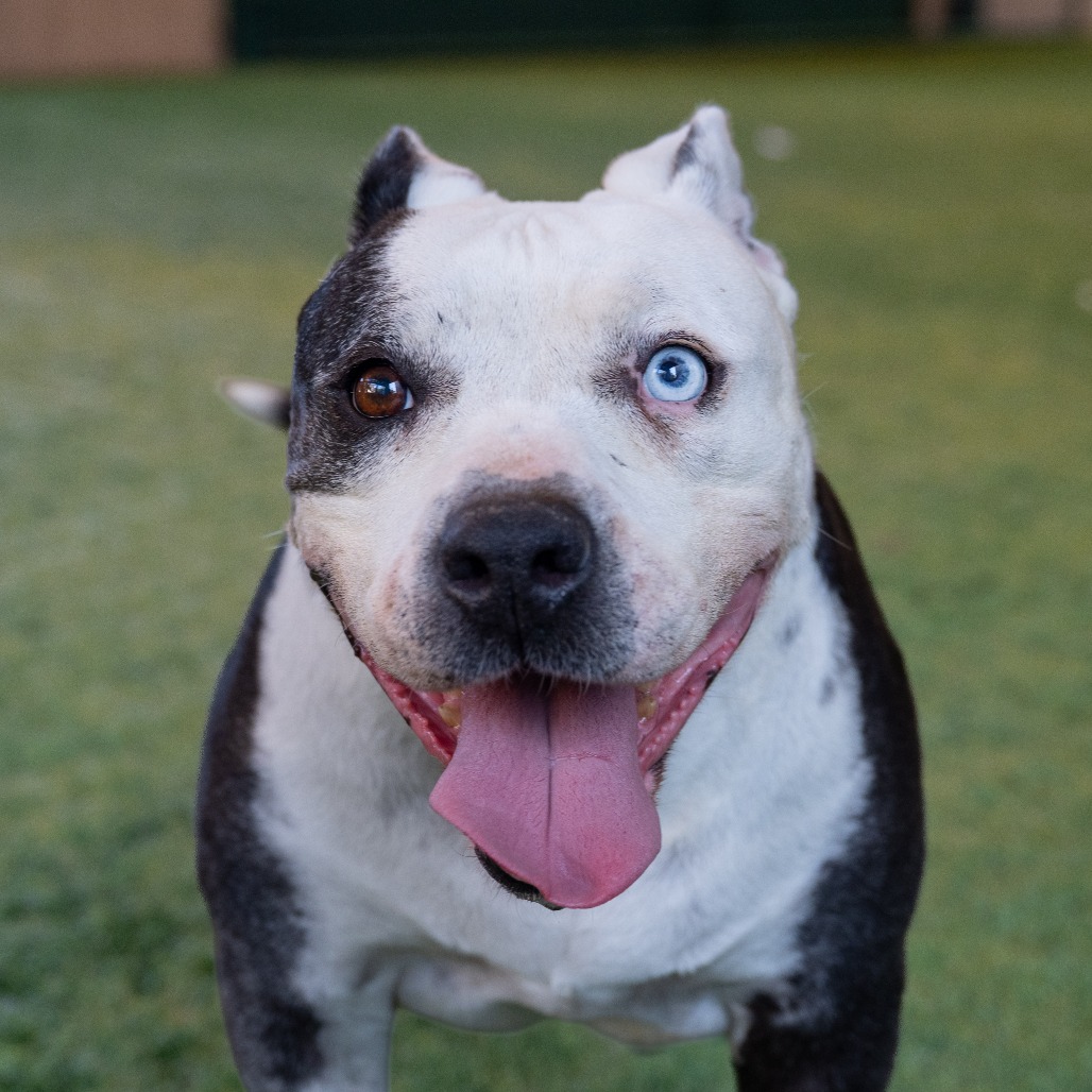 Pit Bull