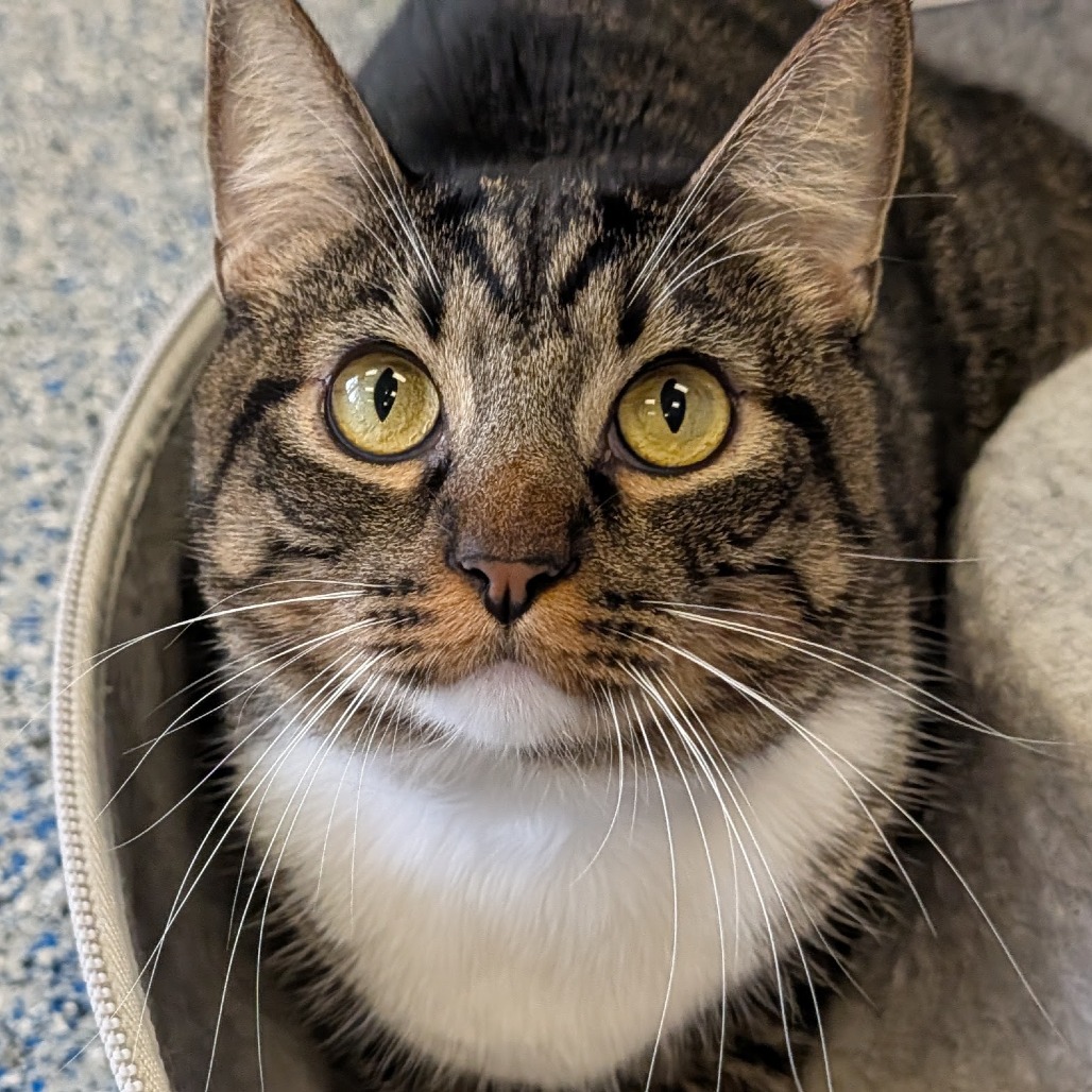 Mochi the Cat