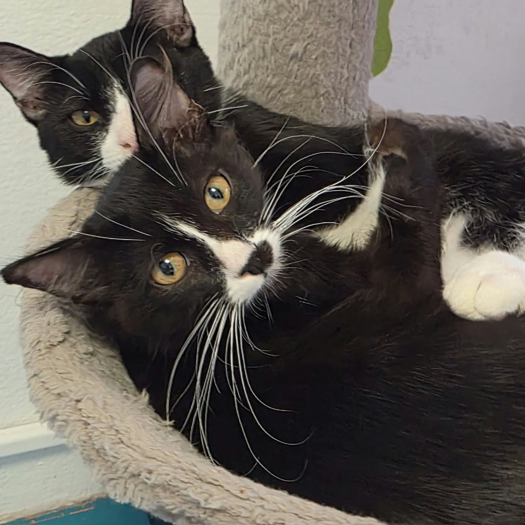 SARKIS - Domestic Shorthair available for adoption