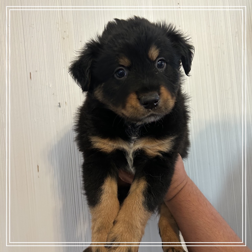 FWT MONTANA - Retriever, Black Labrador / Collie, Border available for adoption