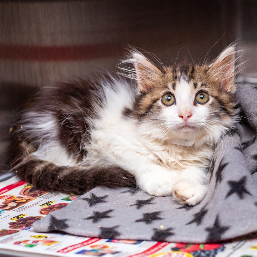 BUZZ - Domestic Longhair / Mix available for adoption