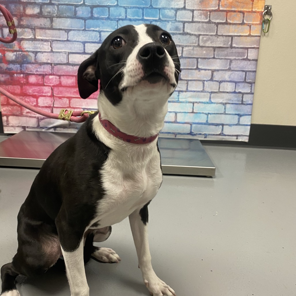 Nova