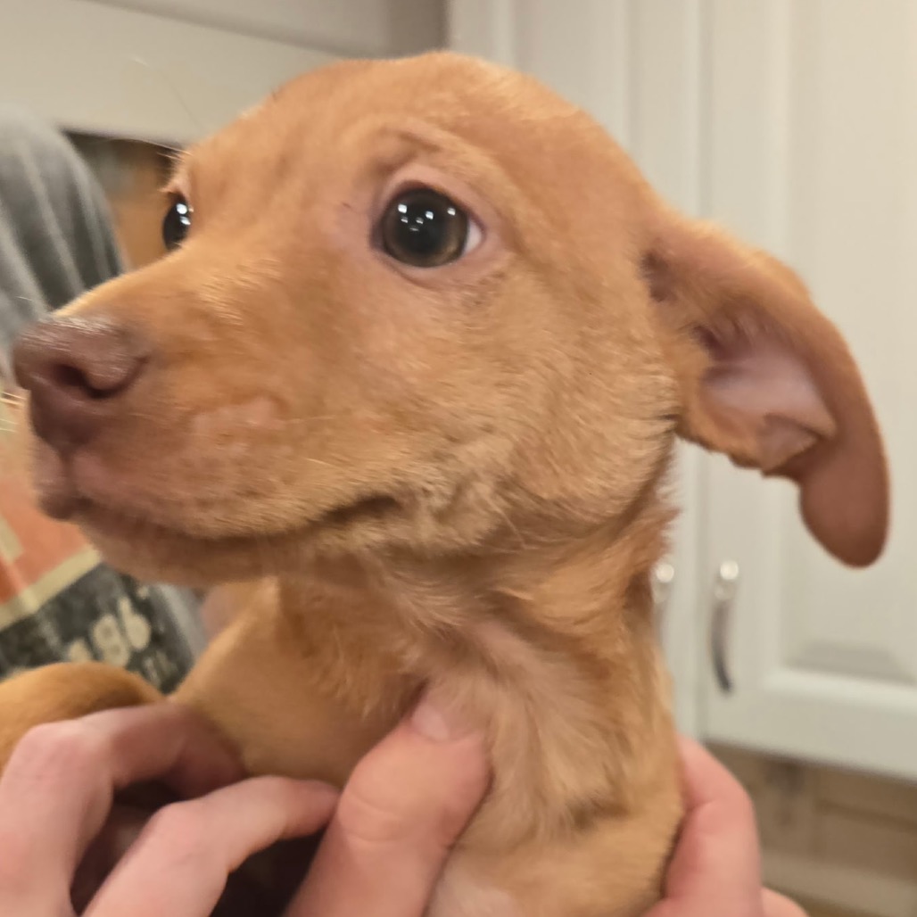 Calamari — thumbnail 2