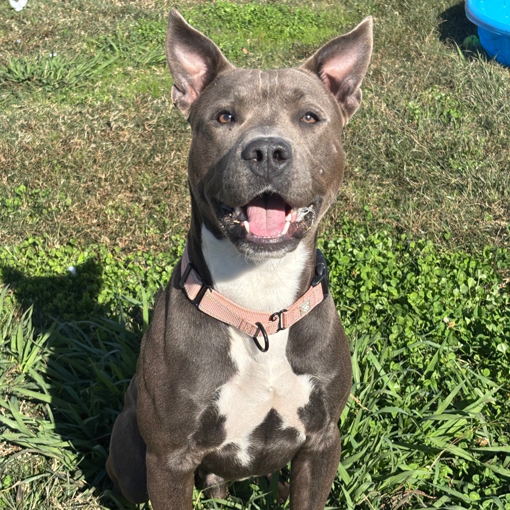 ASHER - Terrier, Pit Bull / Retriever, Labrador for adoption in League City