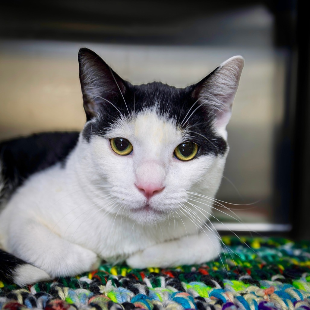 DIESEL - Domestic Shorthair available for adoption