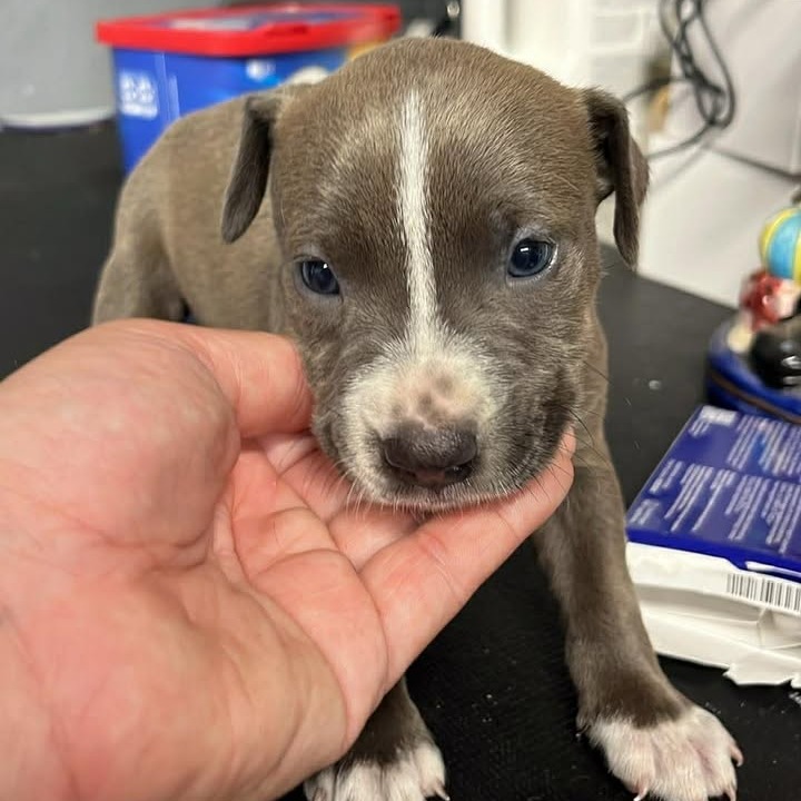 FELIX - Terrier / Mix available for adoption