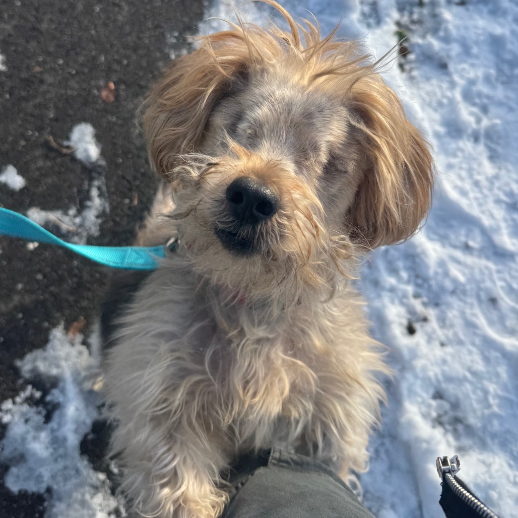 Bear, additional photo