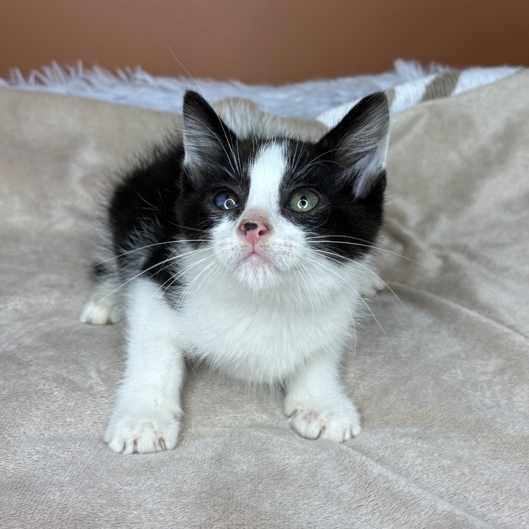 MOONPIE - Domestic Shorthair available for adoption