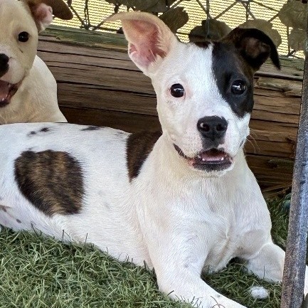 NY Lala (foster in Ossining NY)