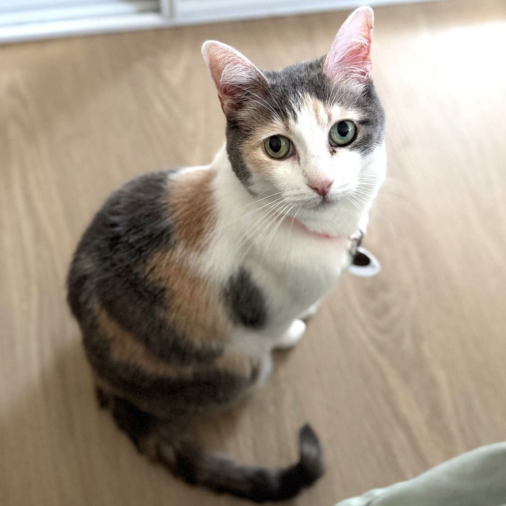 Kali, photo 2