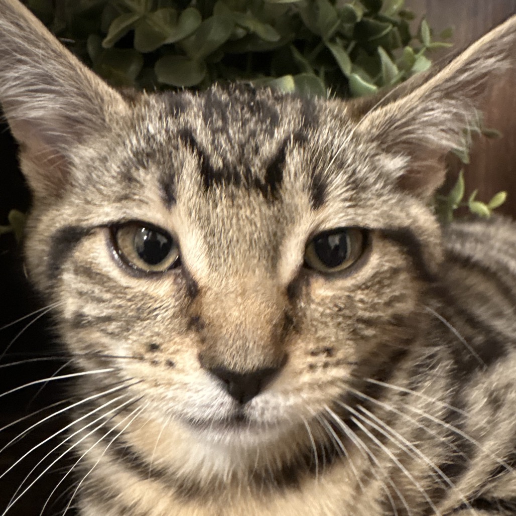 BISCUIT - Domestic Shorthair available for adoption