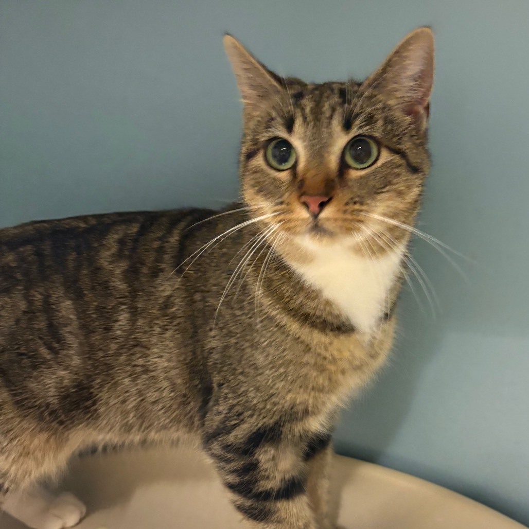 Fasa — thumbnail 6