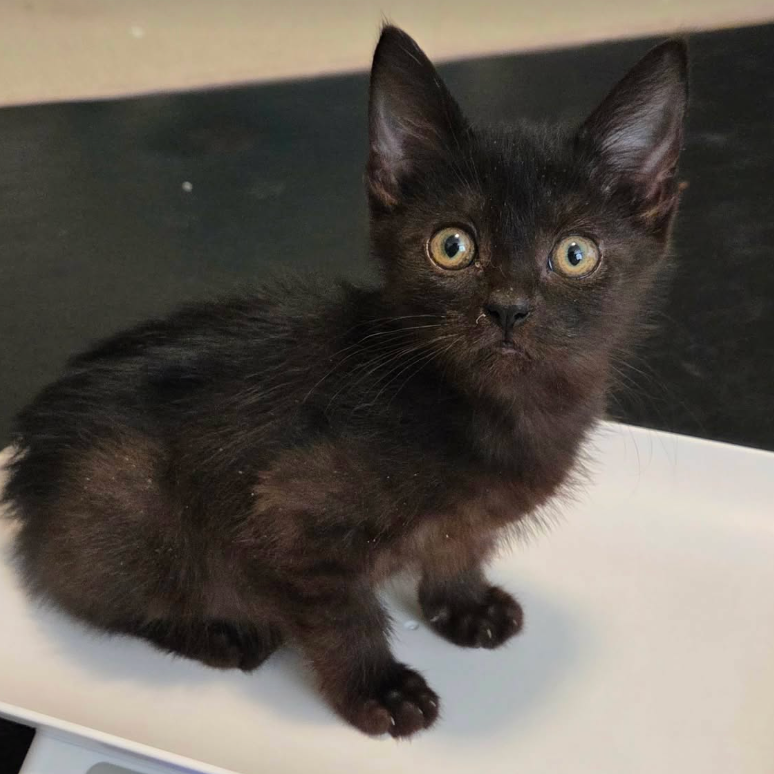 Daisy, available for adoption