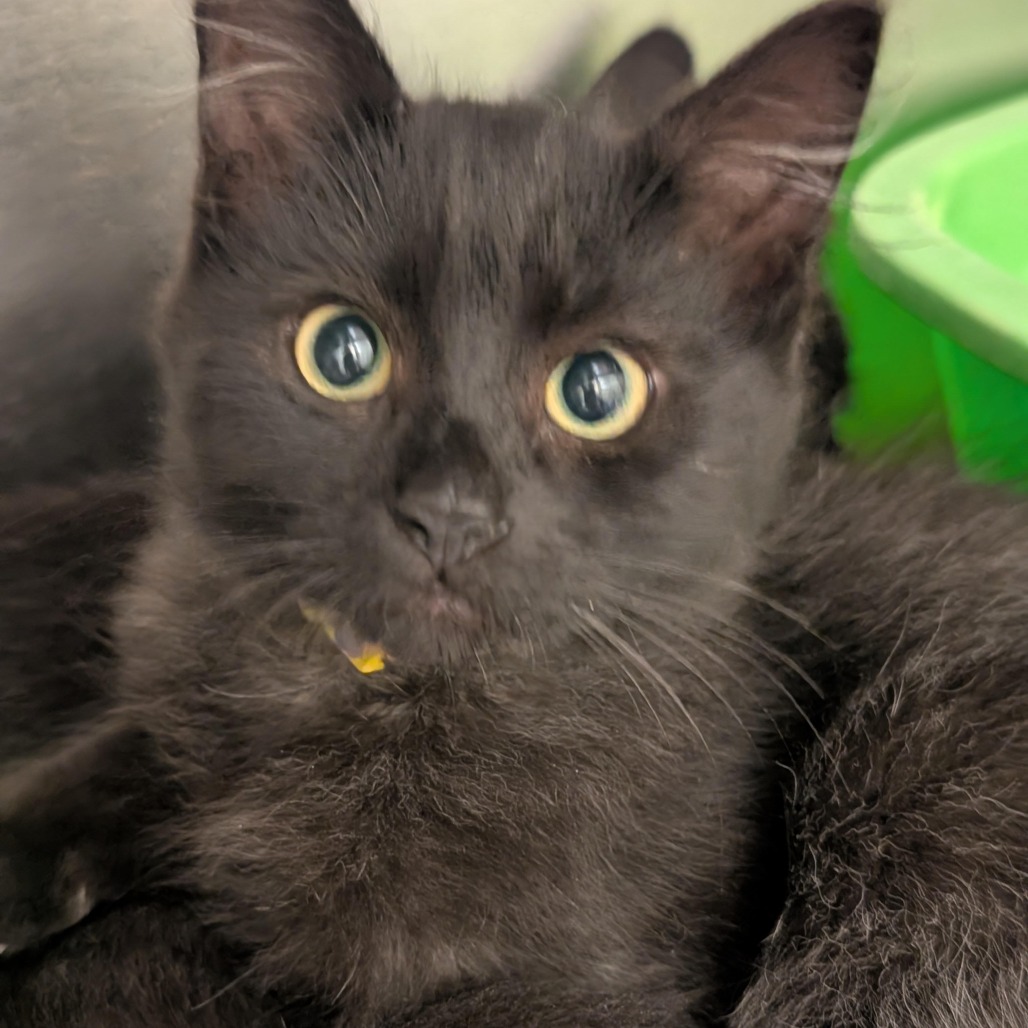 NEBULA - Domestic Medium Hair available for adoption