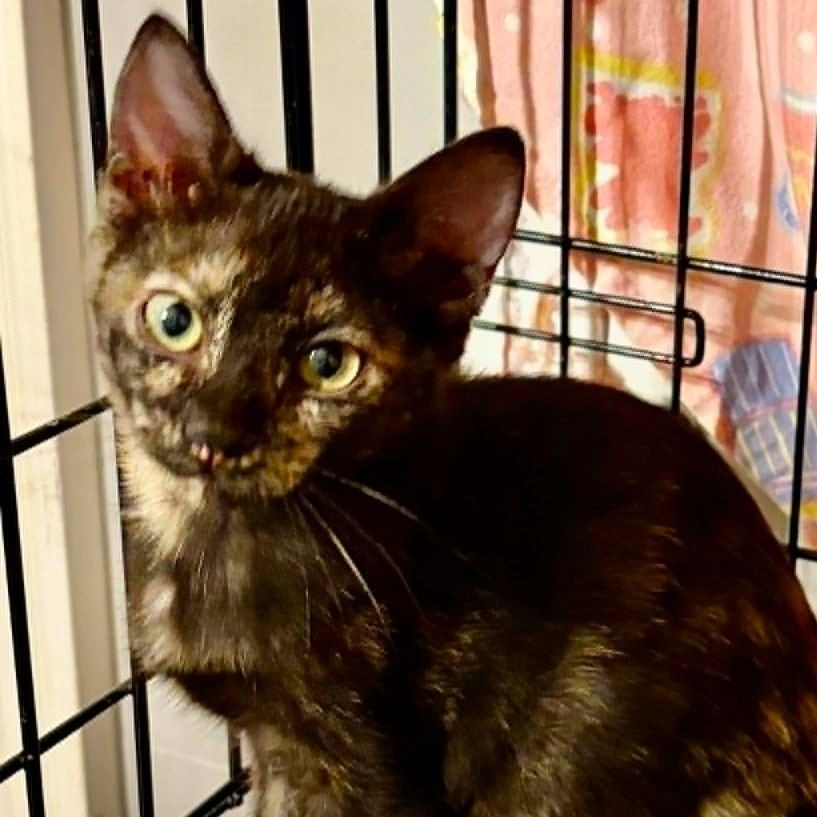 LUCY - Domestic Shorthair / Mix available for adoption