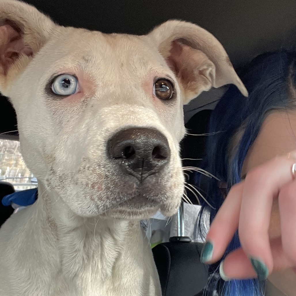 Everest — thumbnail 3