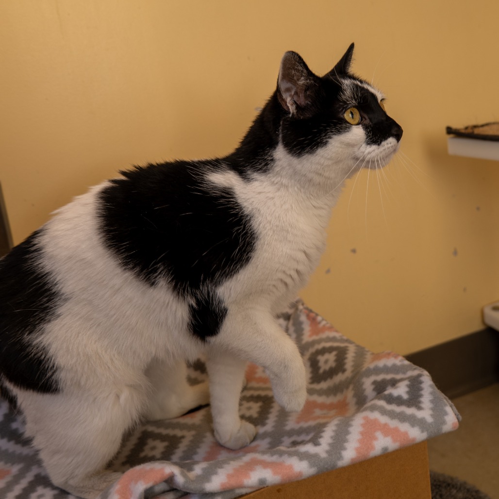 CURRY - Domestic Shorthair available for adoption