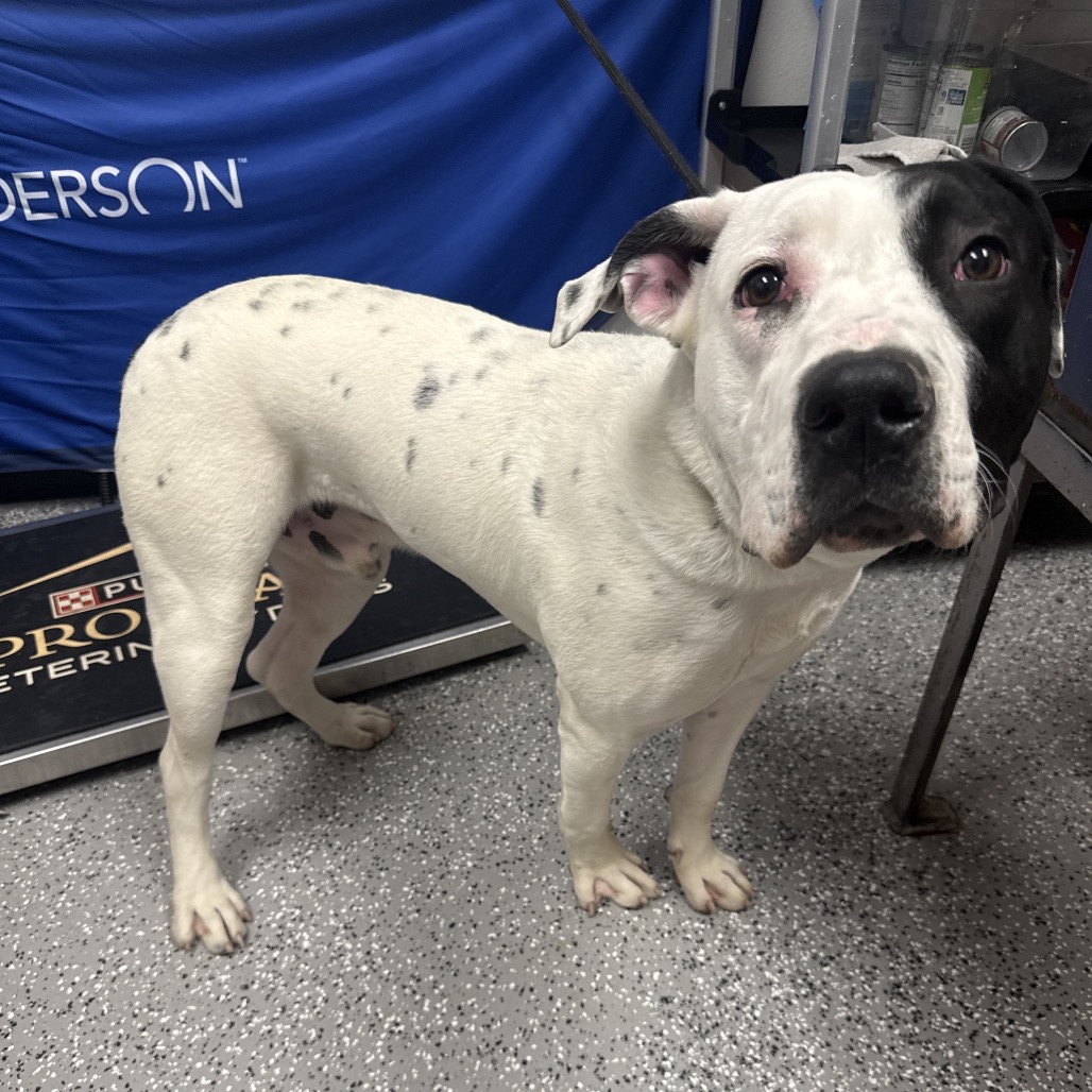 Patrick — thumbnail 2