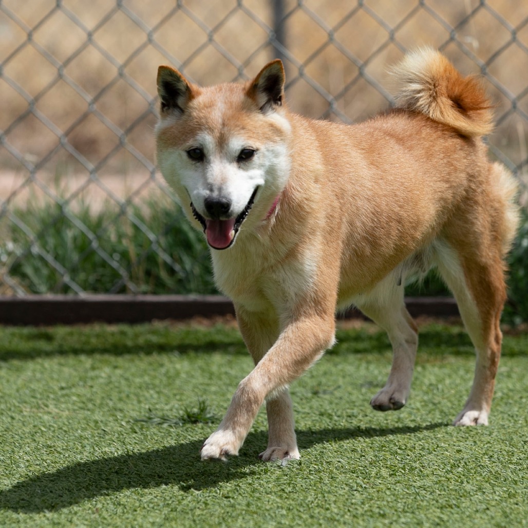 Smiley (MR26-336), photo 5