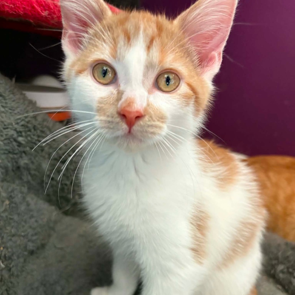 RUNE - Domestic Medium Hair available for adoption
