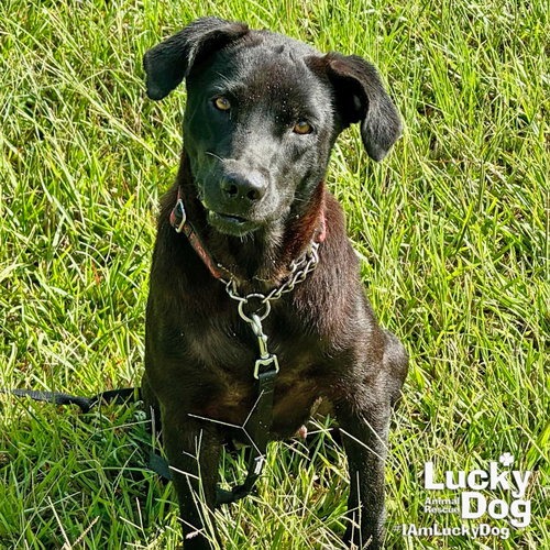 TUQUITA - Retriever, Labrador / Feist available for adoption