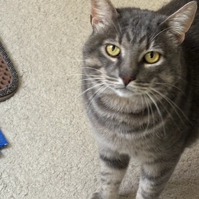 Animal namedThomasino