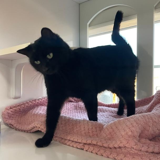 Candy — thumbnail 2