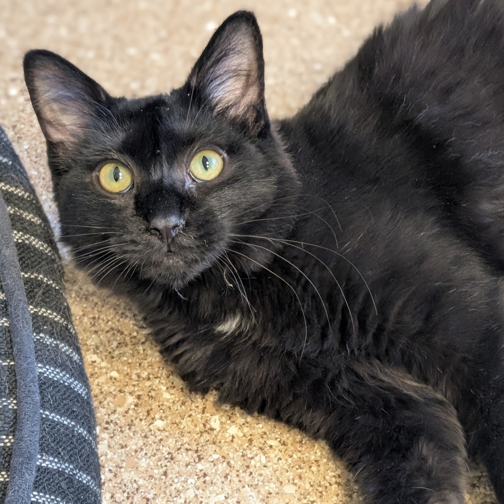 IMANI - Domestic Medium Hair available for adoption