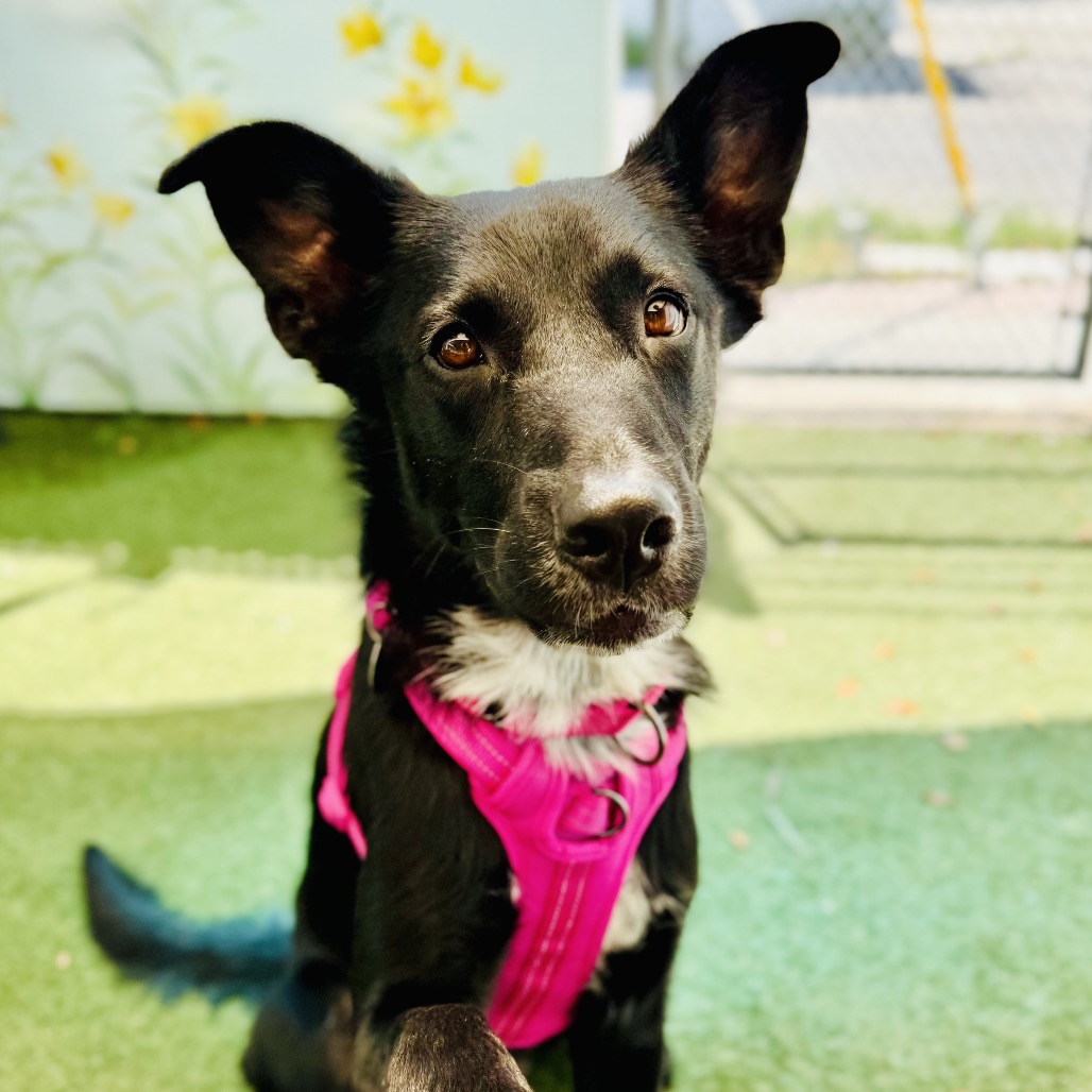 Image of Roma looking at the camera