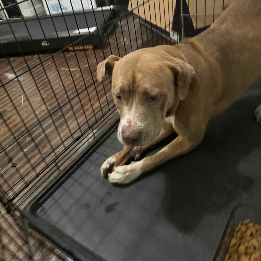 Olive (Formerly Copper), photo 7