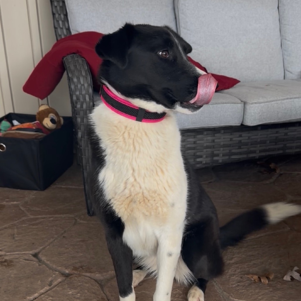 Jazz — thumbnail 3