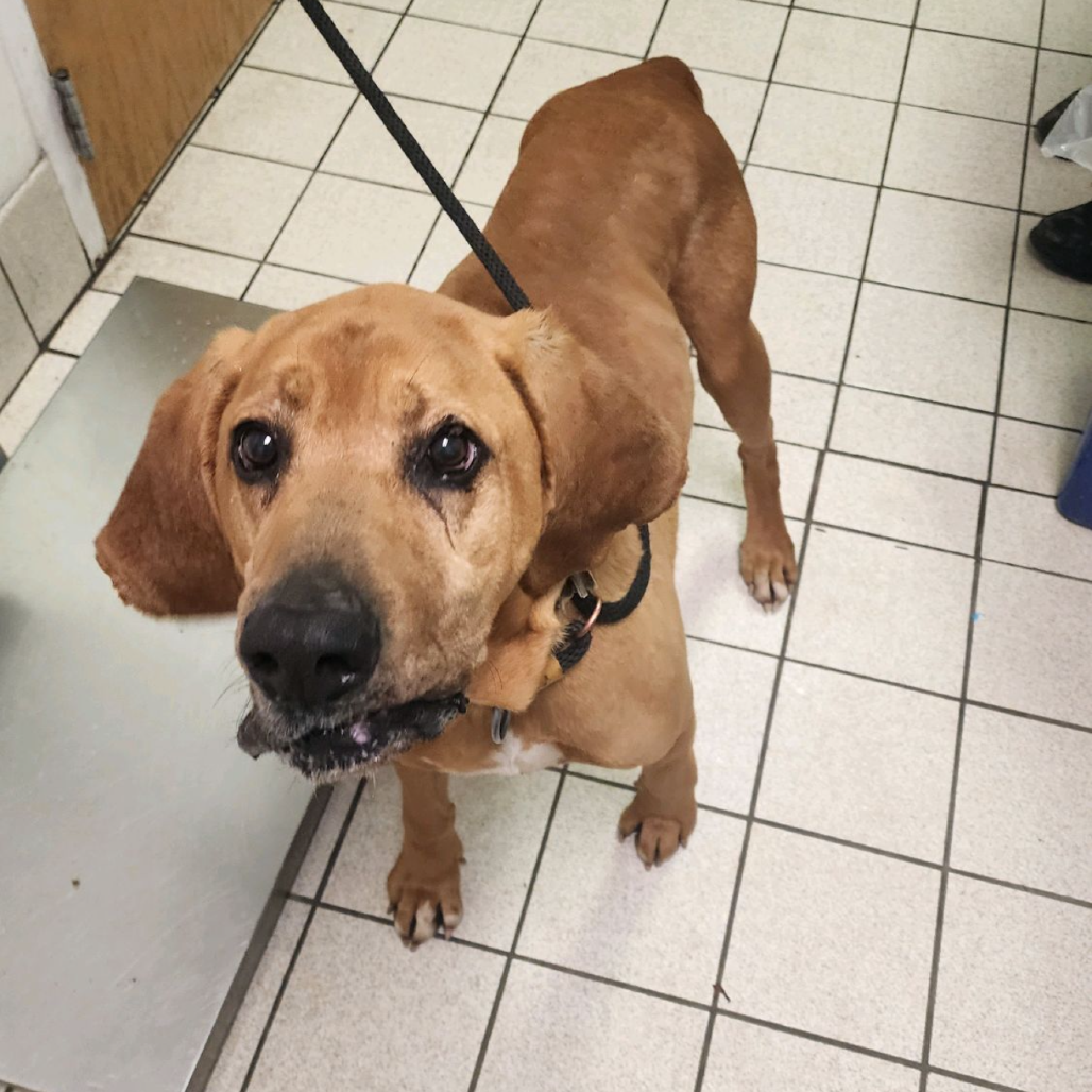 Duke The Hound — thumbnail 2