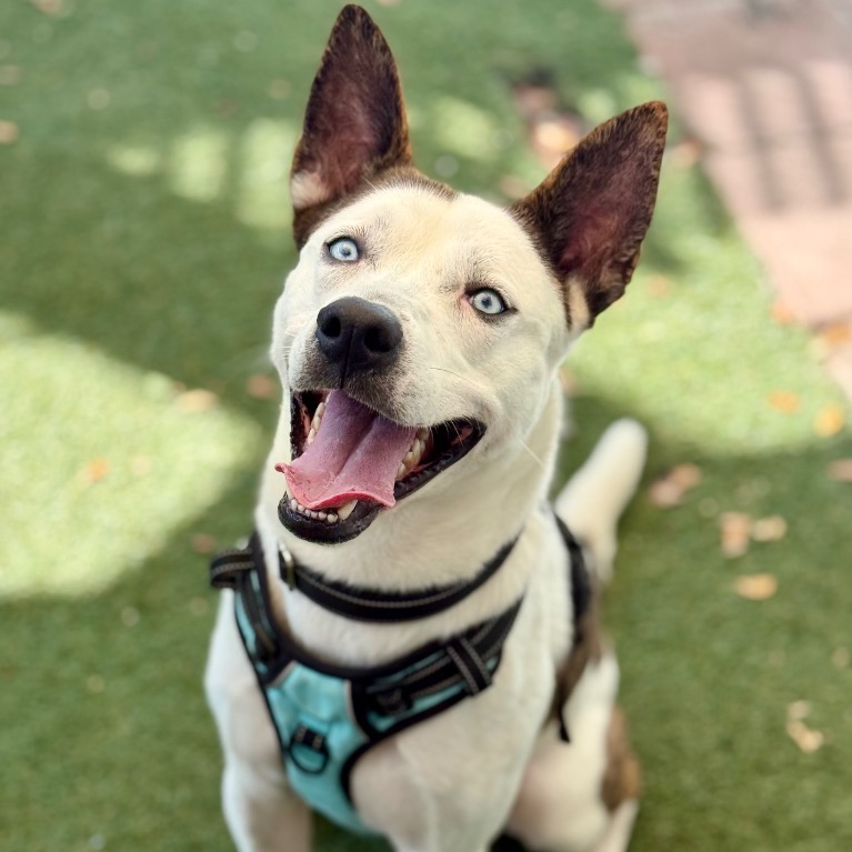 Full body shot of Benji