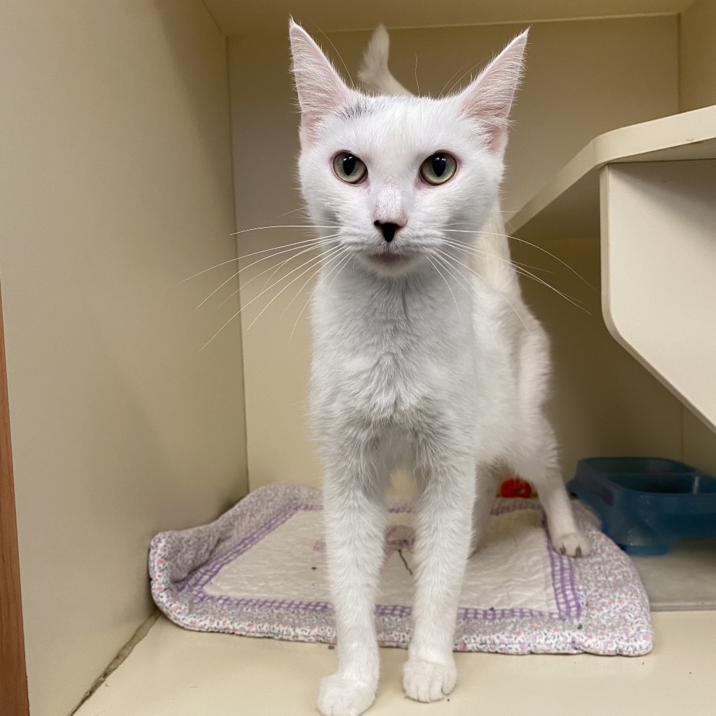 SWAN - Domestic Shorthair available for adoption