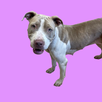  Photo of TUSC-Stray-81937