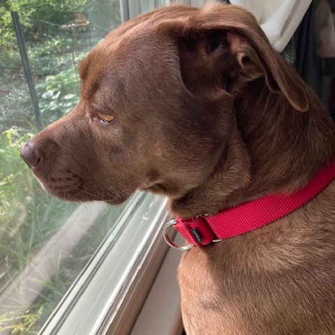 Rex, photo 10
