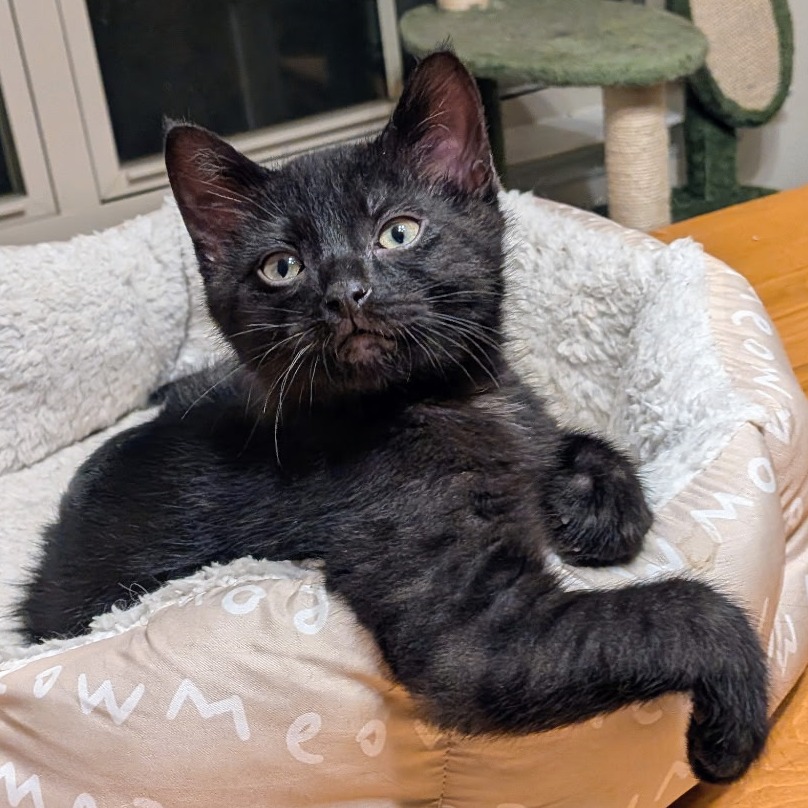 Pixel, photo 5