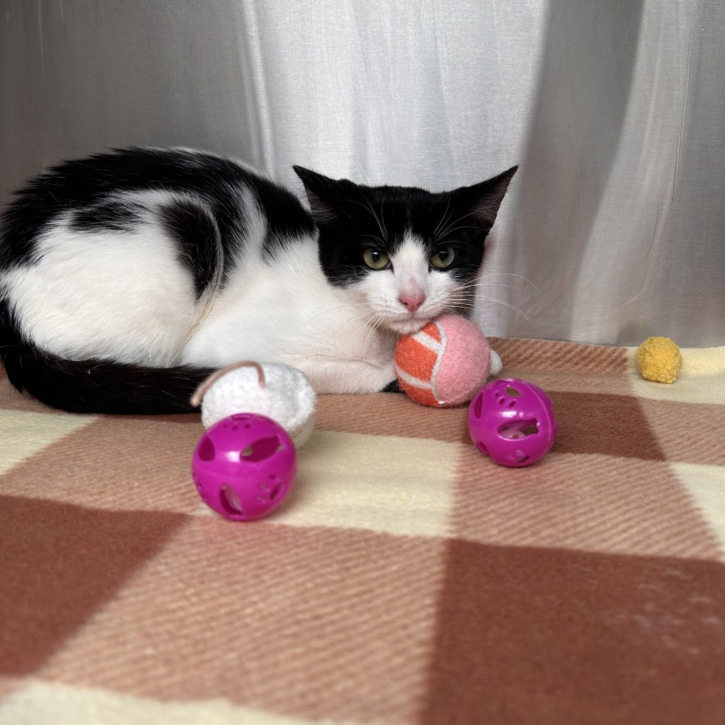 Clyde the Cat