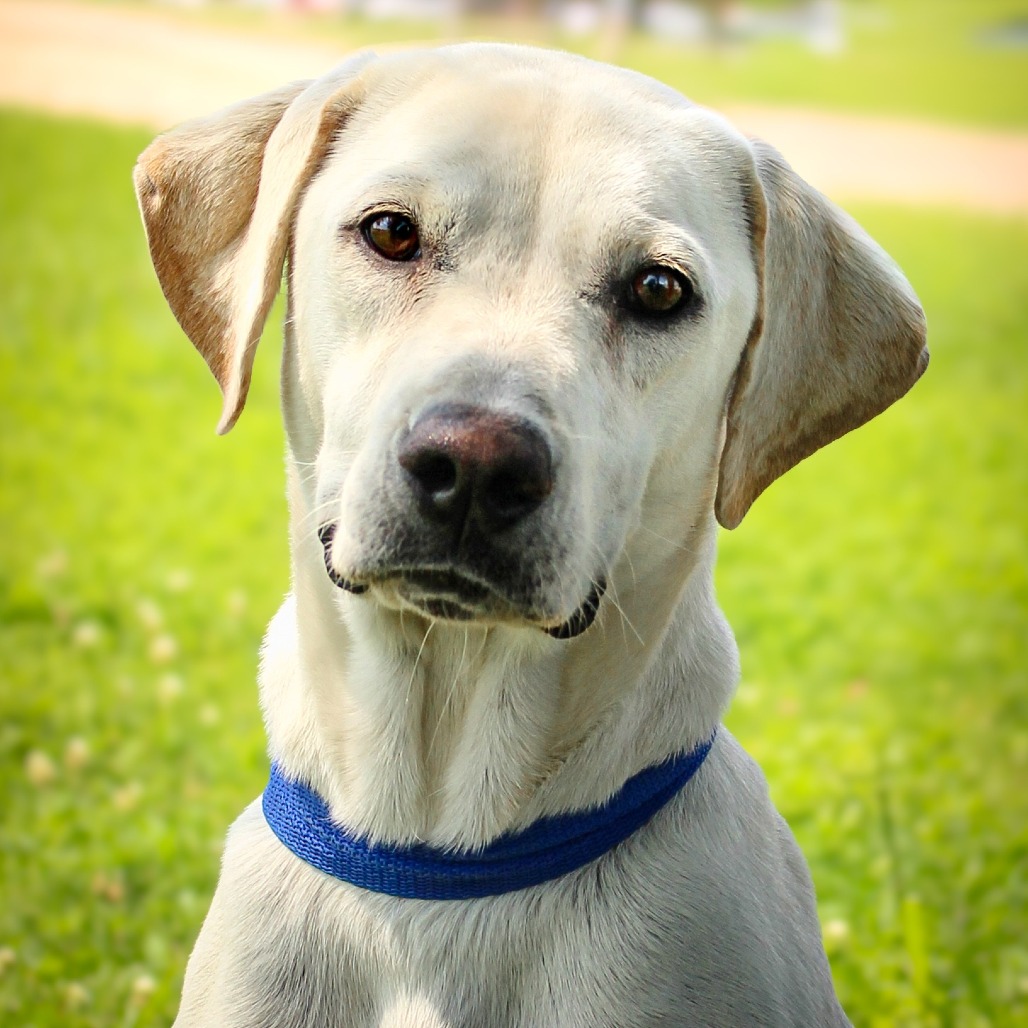 Chloe, an adoptable dog at SPCA-BC