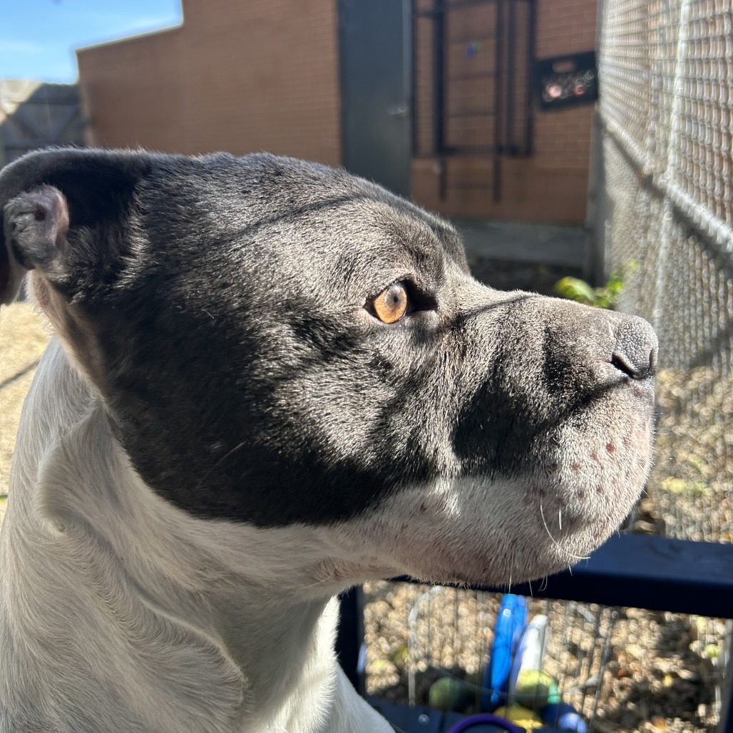 ZaZu — thumbnail 3