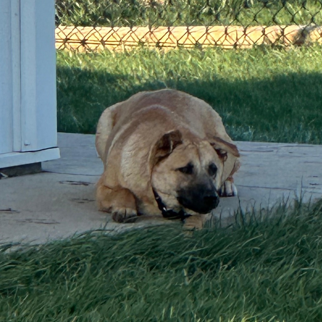Mocha, photo 3