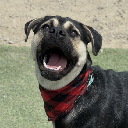 Pedro, photo 3