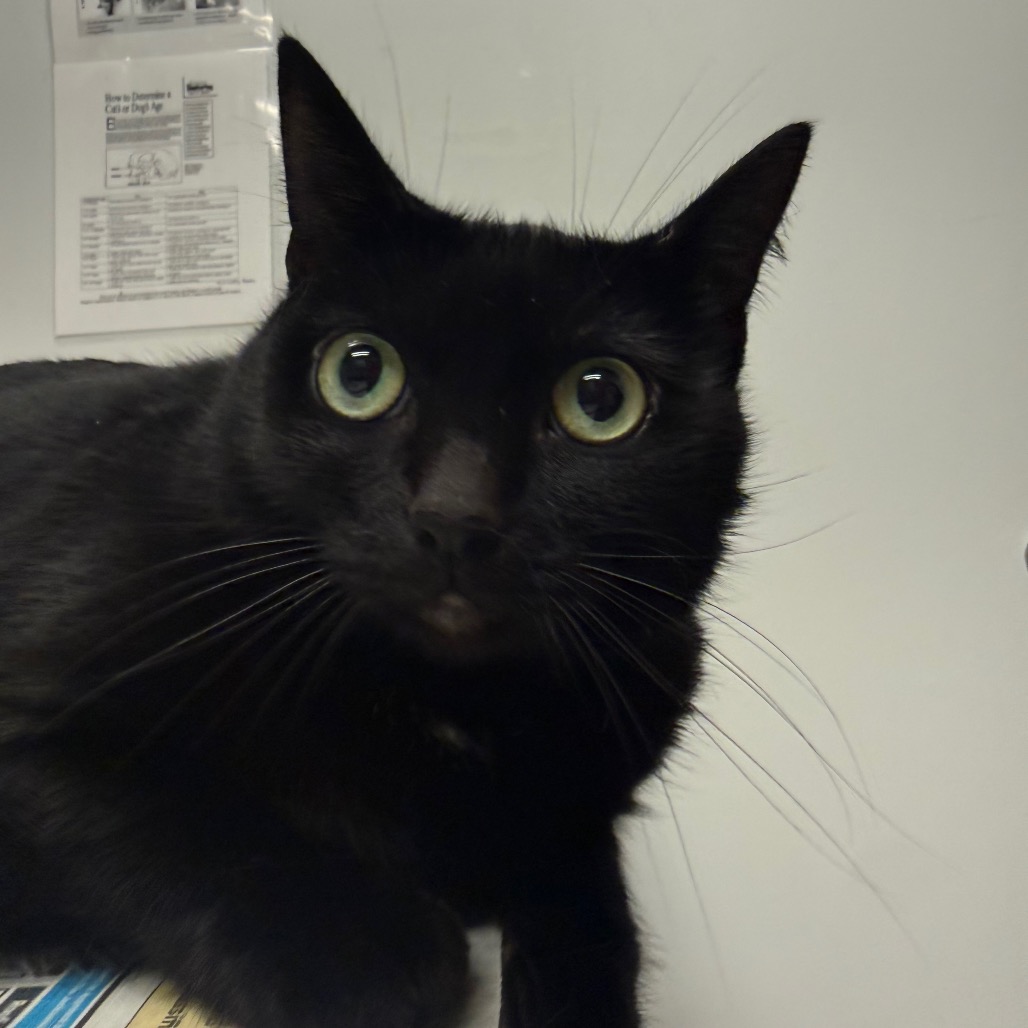 MAZIKEEN - Domestic Shorthair available for adoption